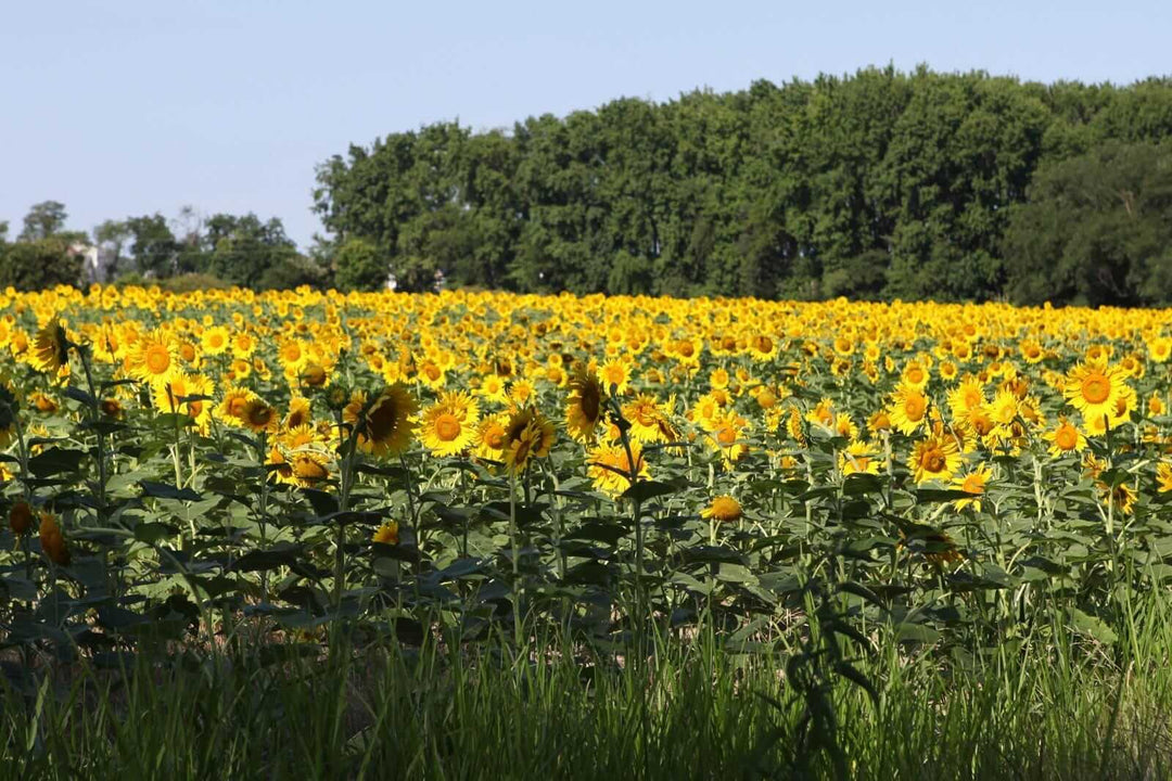 Creating Commercial Pollinator Habitat: Agricultural Planning Guide