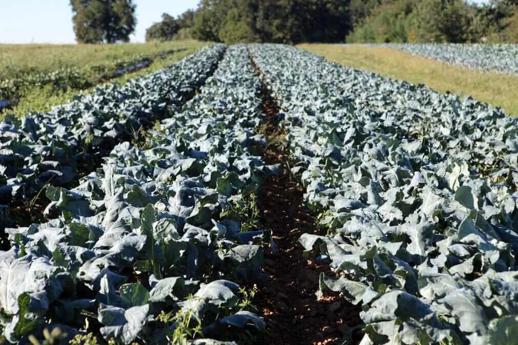 National Kale Day: Honey Kale Recipes