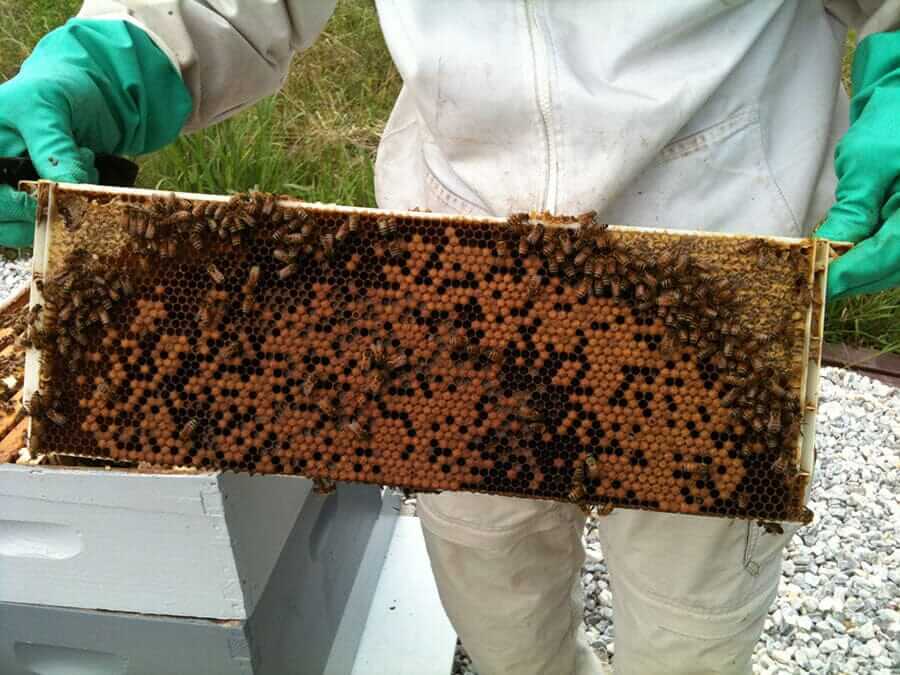 My First Bee Inspection: A Beekeeper’s Story