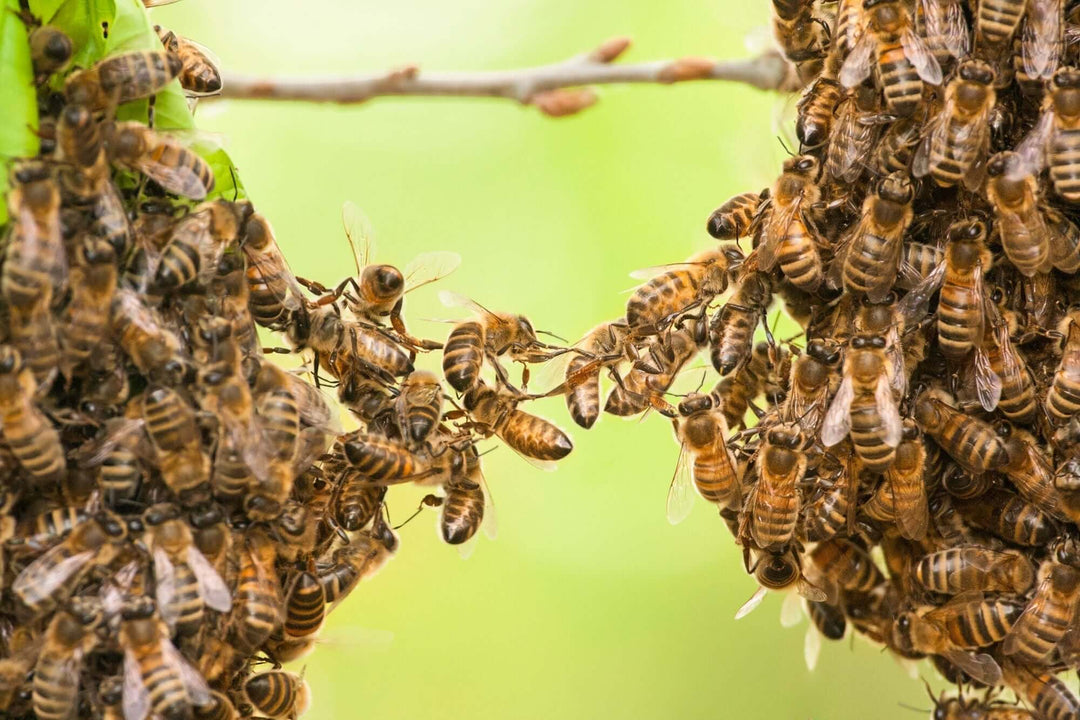 Why Teachers Are Like Bees: Teacher Appreciation Gifts That Honor Their Hard Work
