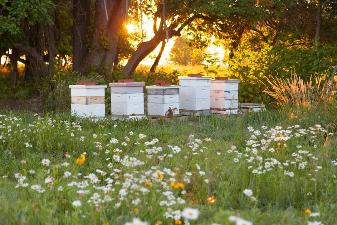 A Mother’s Hive: Why Mothers Are Both Queen and Worker Bees This Mother’s Day