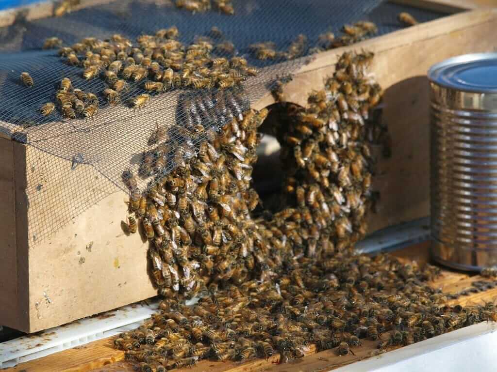 Pollinator Protection Policy: A Timeline of US and EU Action