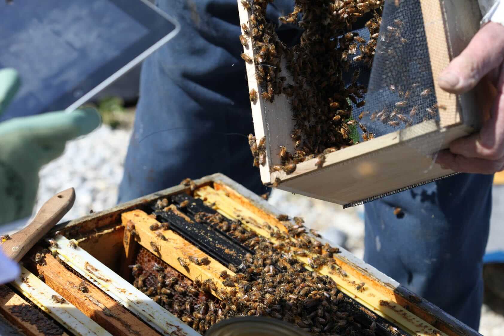 How to Start a New Beehive: A Beginner's Guide