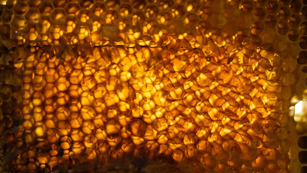 Where Does Beeswax Come From? How Honeybees Make It