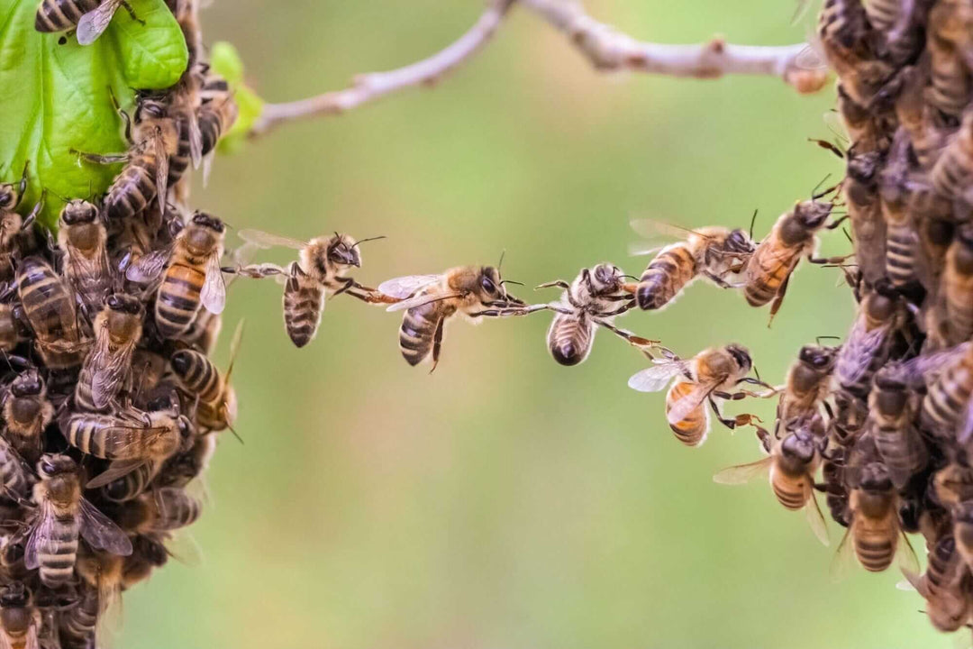What Is Festooning? Why Honey Bees Form Living Chains Inside the Hive