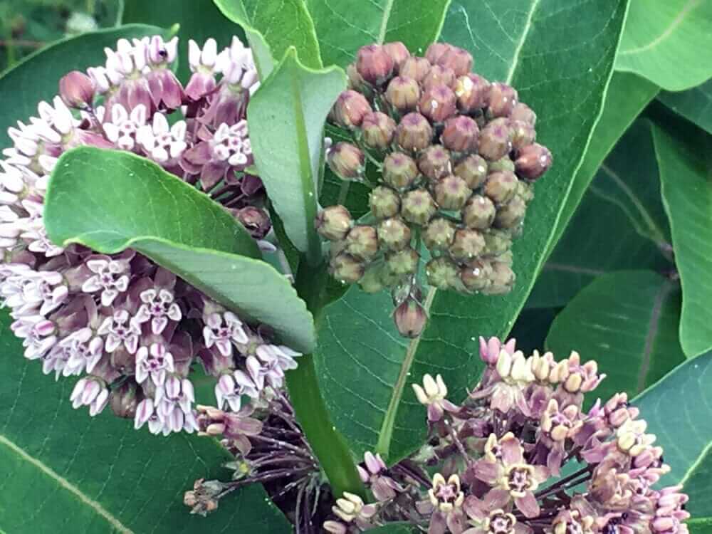 milkweed on eastern shore