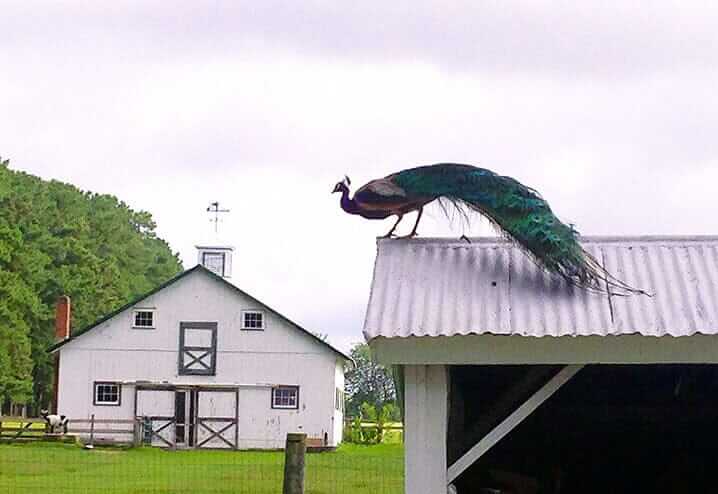 peacock on roof in centerville