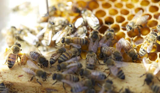 The Importance of Honeybees: Small Creatures, Massive Impact
