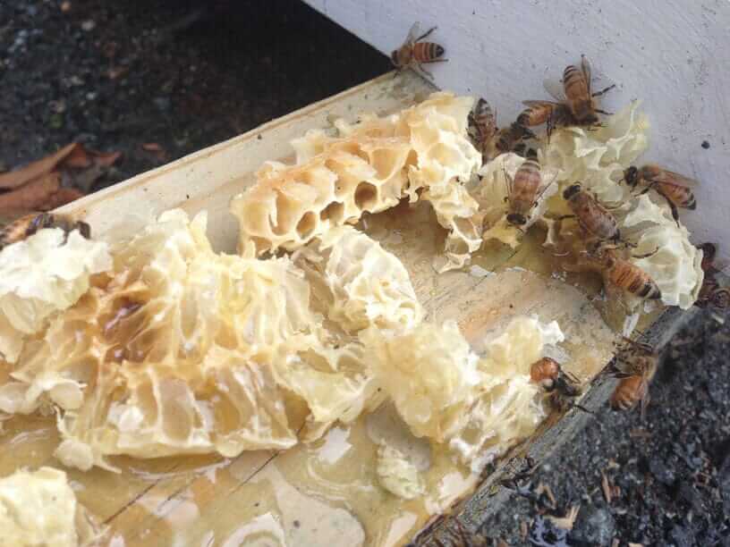 What Is Bee Space? A Beekeeper’s Guide to Hive Spacing and Burr Comb