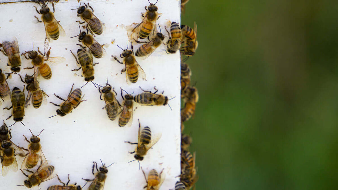 Requeening a Weak Hive: When, Why, and How to Replace Your Queen