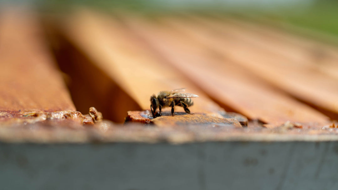 a bee walking on top of a beekeeper's hive