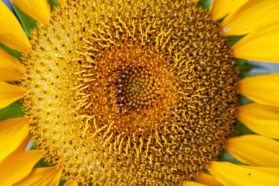 What is Sunflower Honey?