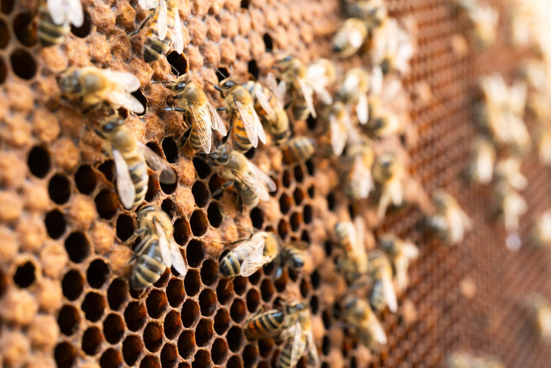 Package Bees vs. Nucs: How to Start Your Beehive
