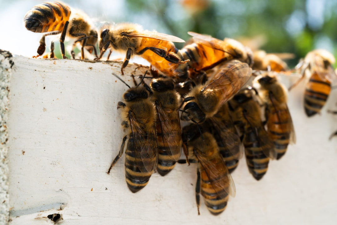 Pesticides and Bees: Risks and Solutions for Protecting Pollinators