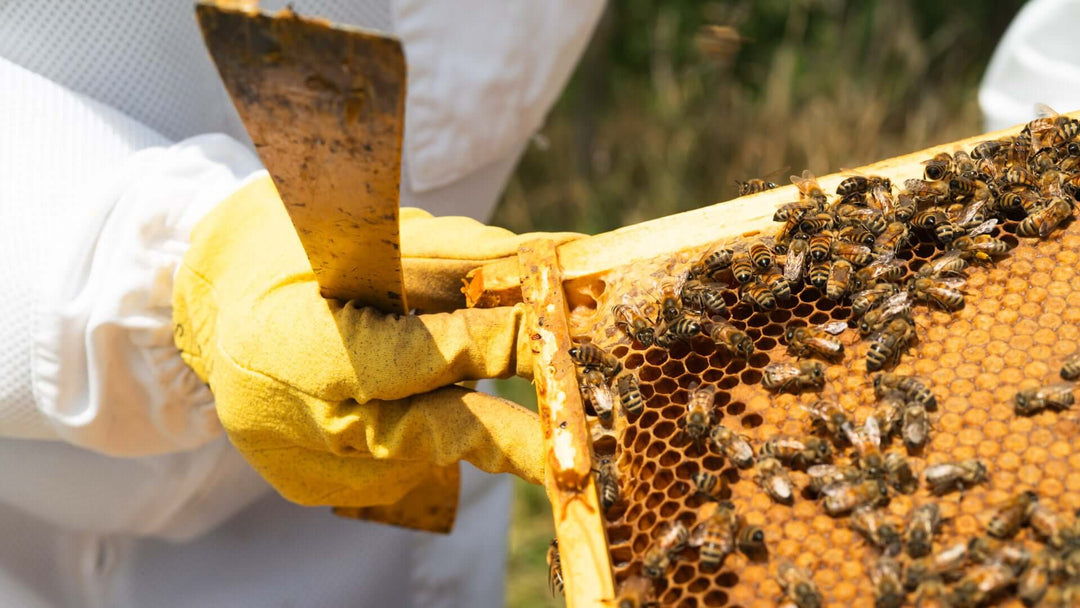 10 Honey Facts You Should Know (Straight from Our Maryland Bee Farm)