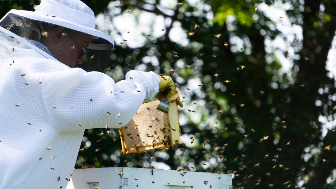 9 Beekeeping Tips for Beginners