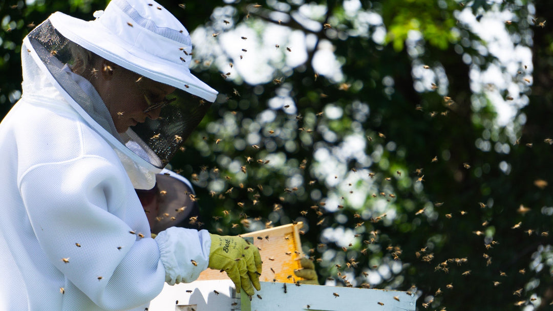 First Honey Harvest: A Beginner’s Story