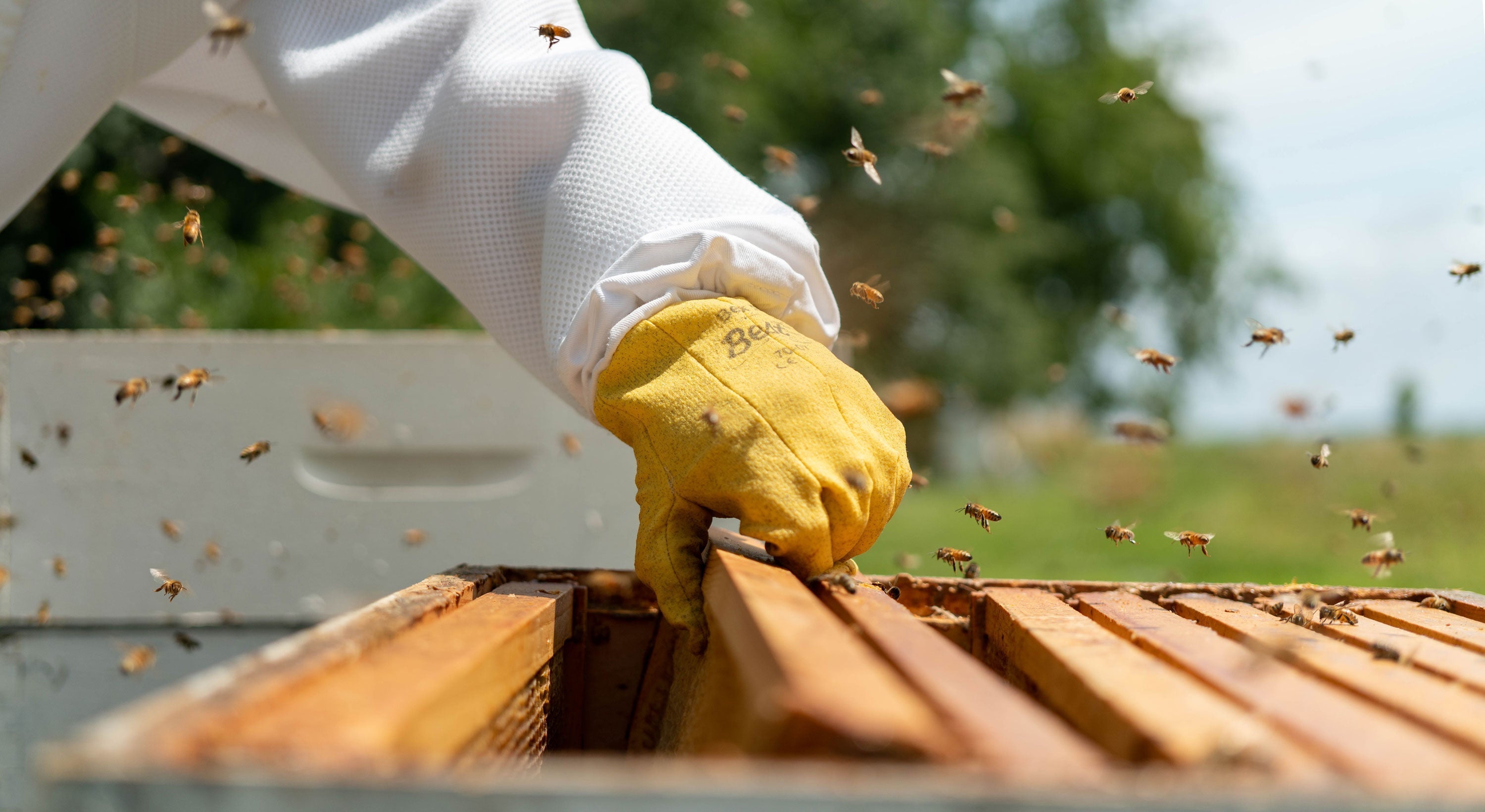 How to Set Up Your First Beehive: A Beginner’s Guide