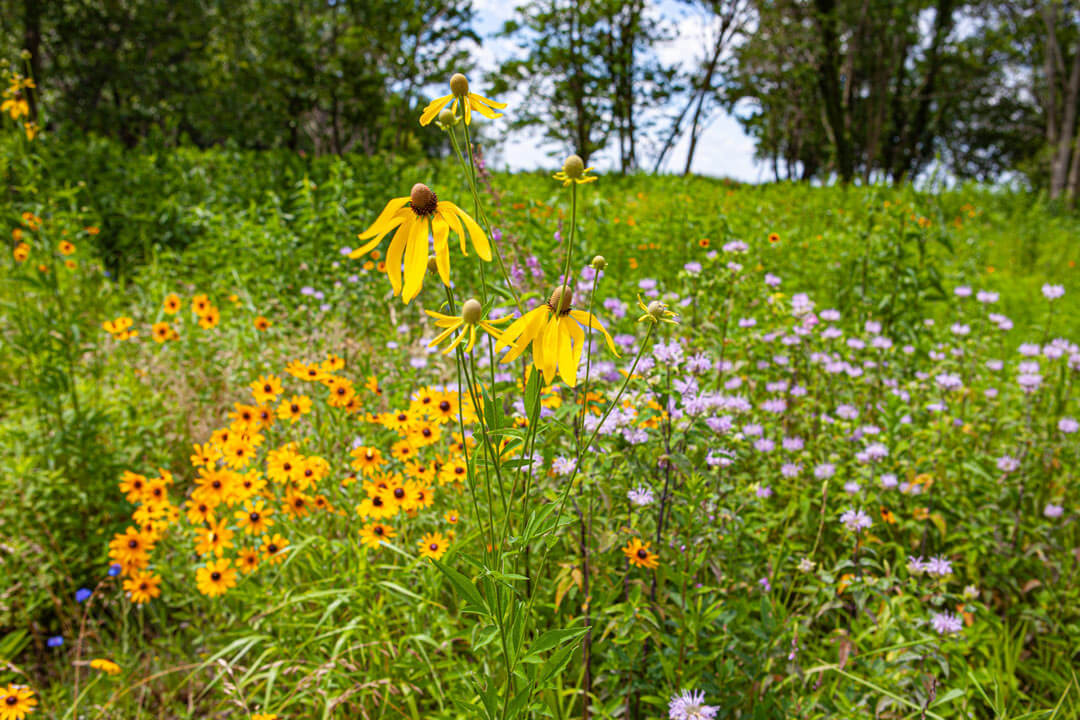 field of wildflowers at chesterhaven farm