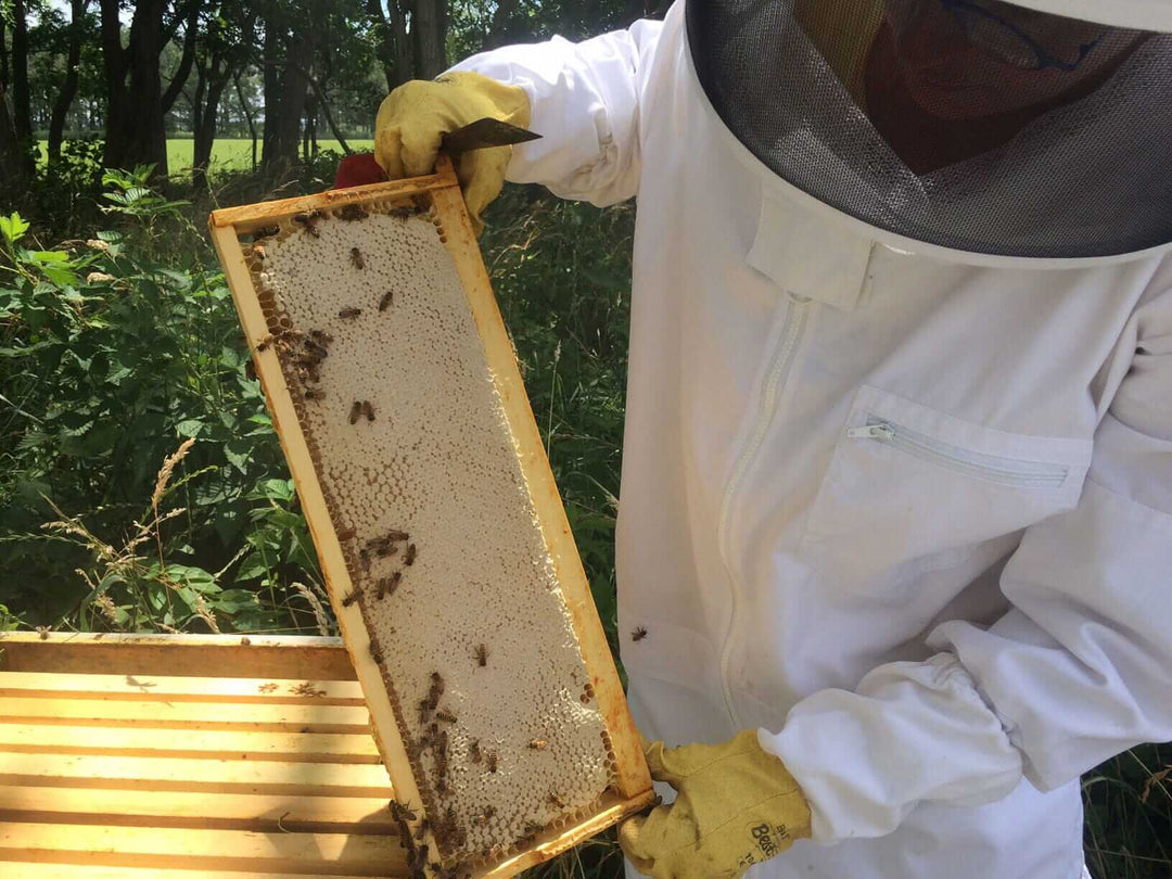Spring Honey Harvest: A Season in Our Apiary