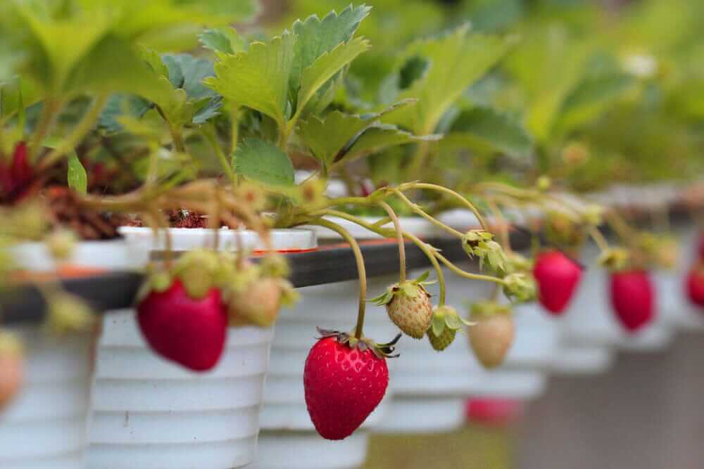 7 Strawberry Recipes with Honey for Summer