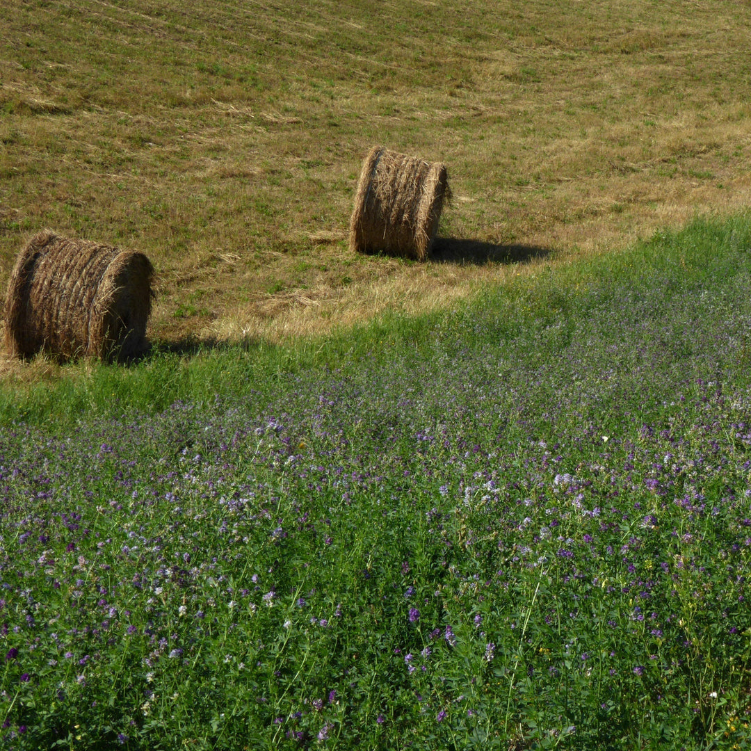 What Is Alfalfa Honey?