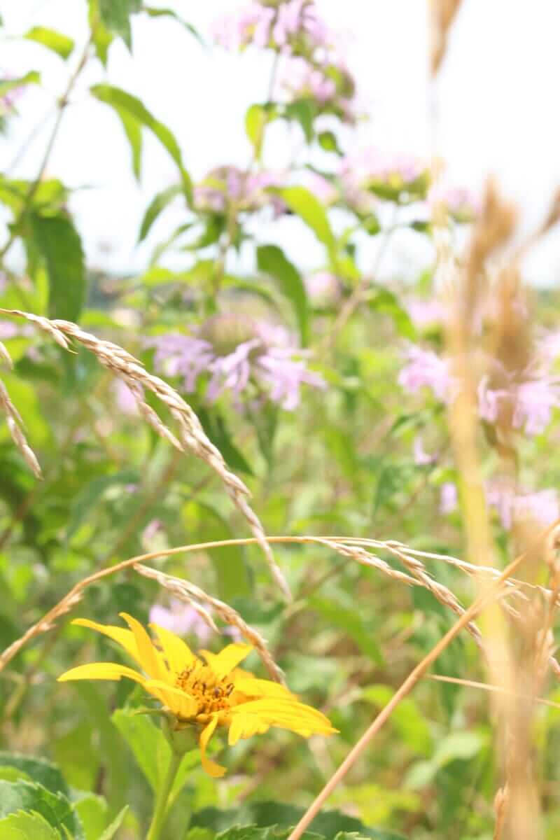 Best Native Maryland Wildflowers to Grow: An Eastern Shore Gardening Guide