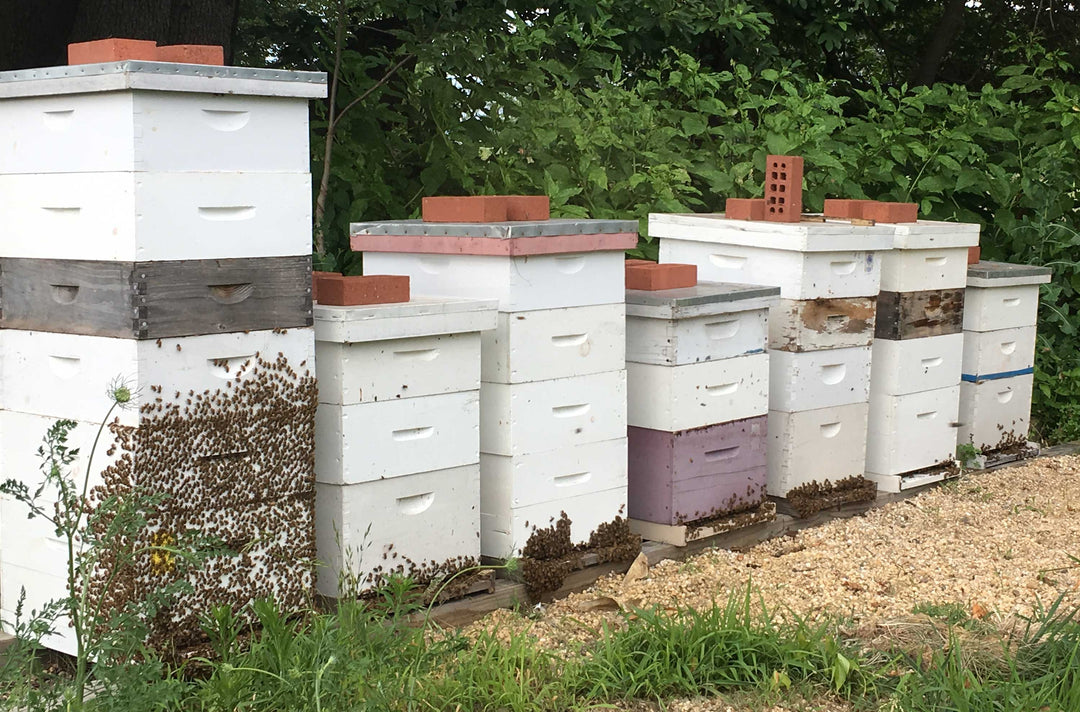 bearding hive at chesterhaven