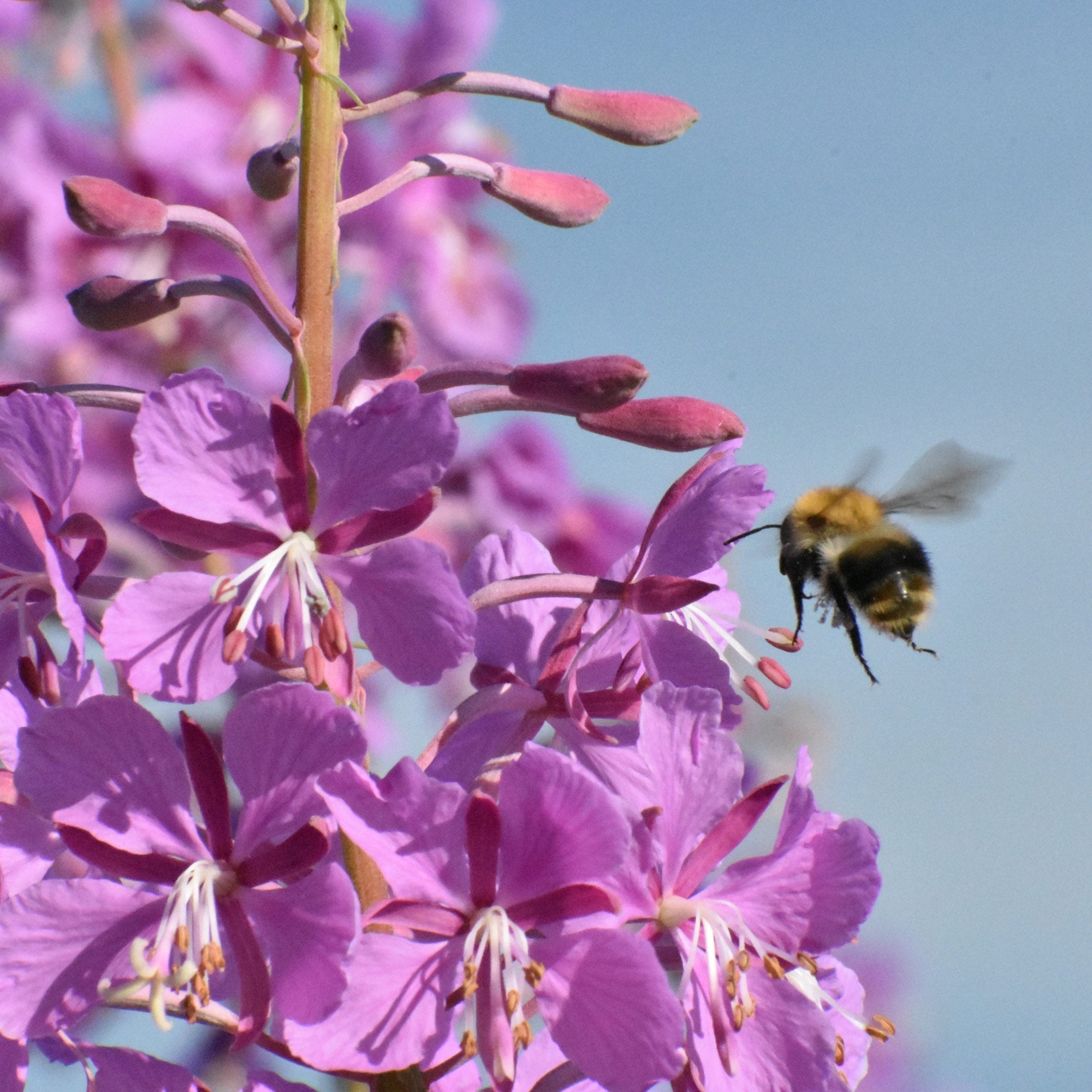 What Is Fireweed Honey?