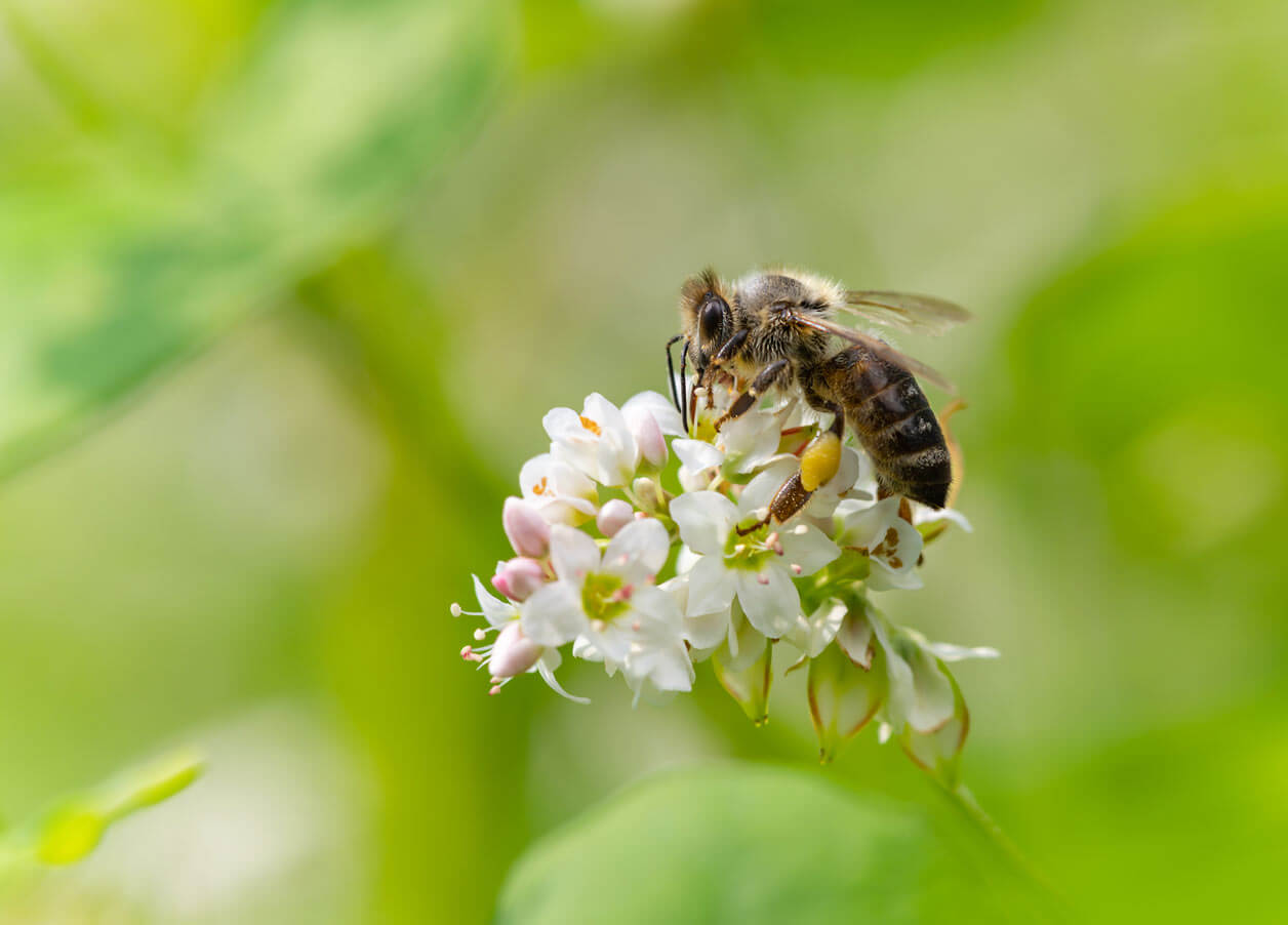 What is pollination?