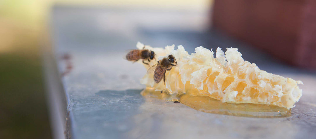 Beekeeping Rules, Hive Registration & Bee Theft Laws in Maryland