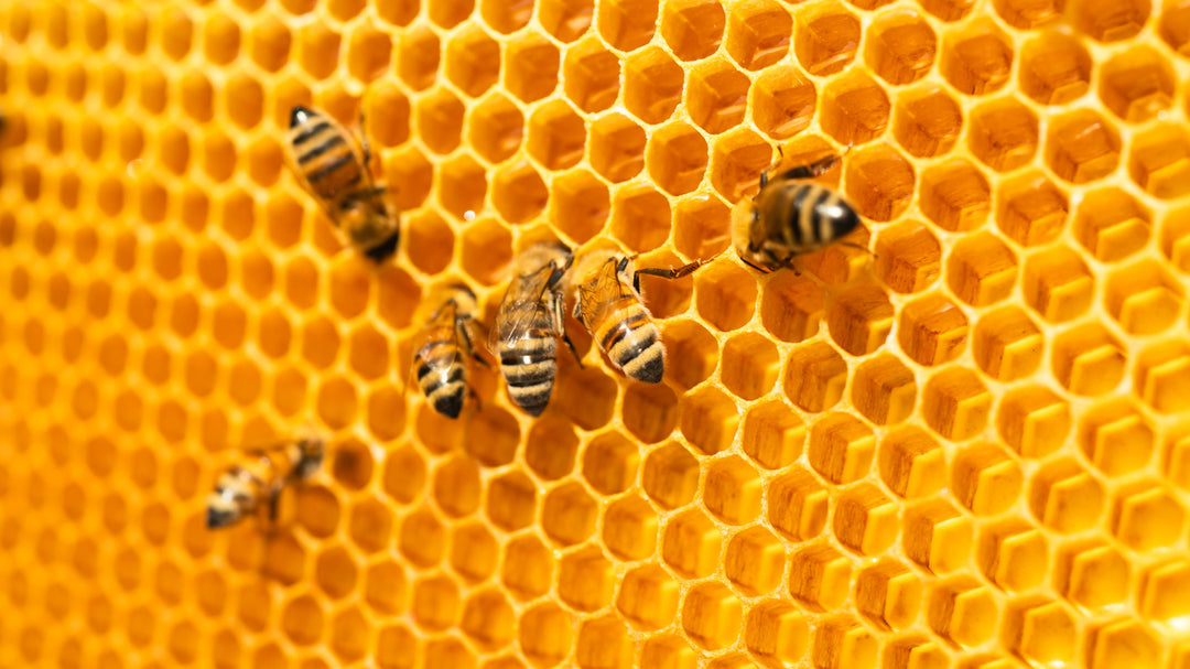 When to Feed Bees: Mastering Seasonal Timing for Healthy Colonies