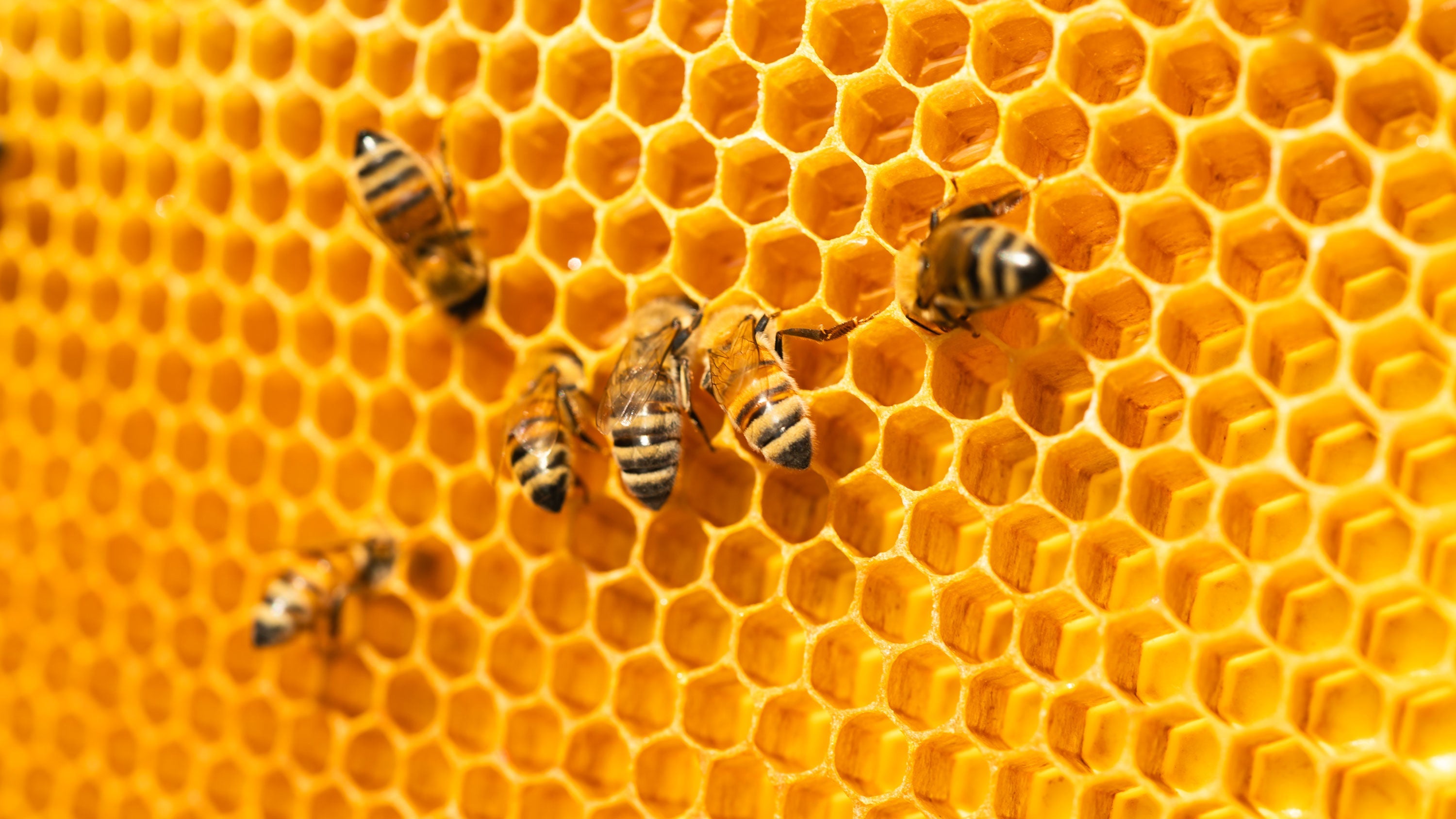 When to Feed Bees: Mastering Seasonal Timing for Healthy Colonies