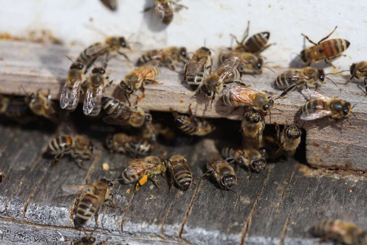 Bees at Weddings and Funerals: Inviting the Hive to Family Life
