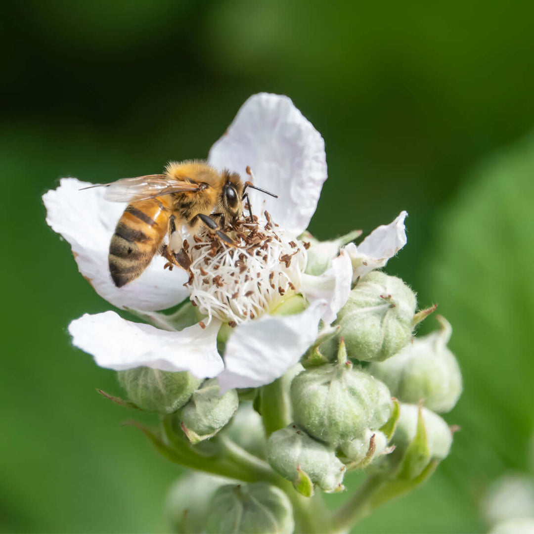 What Is Blackberry Honey?