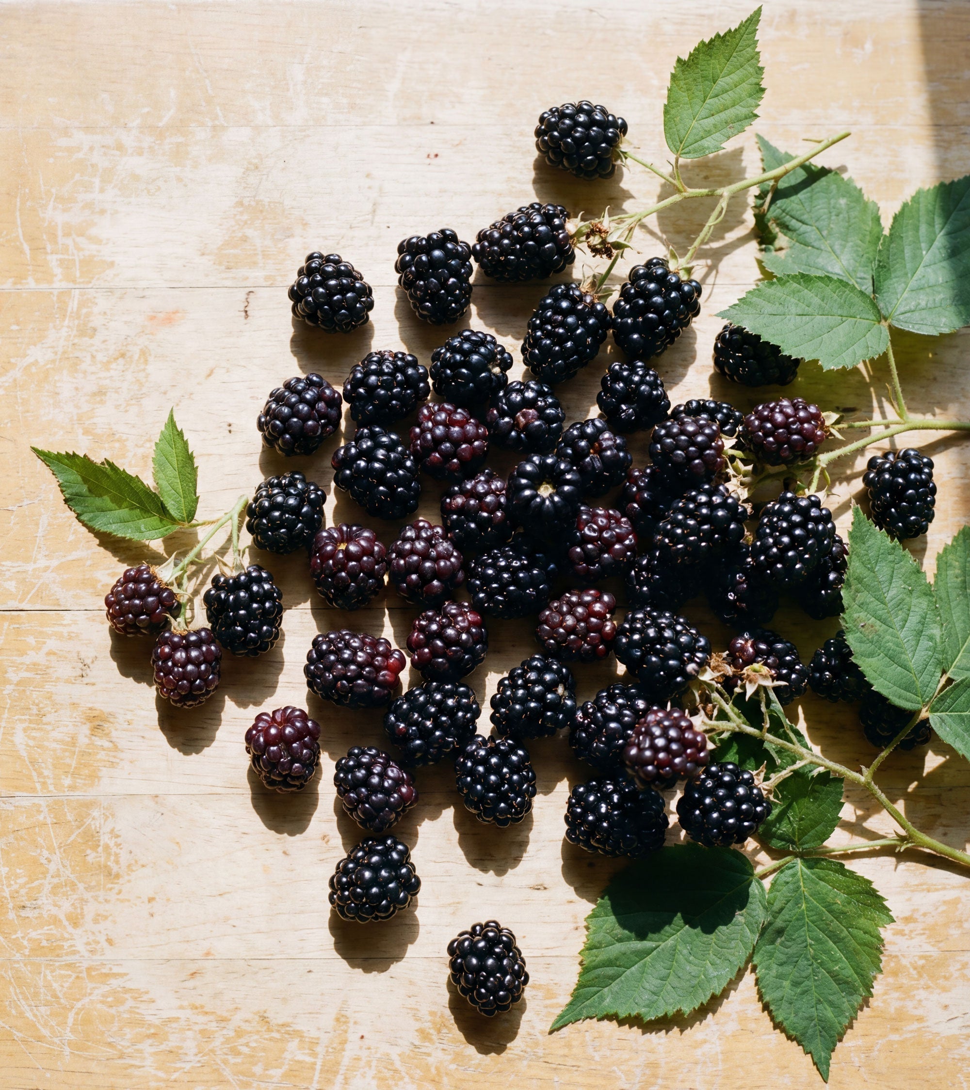 blackberries and blackberry leaves on a sunlit table