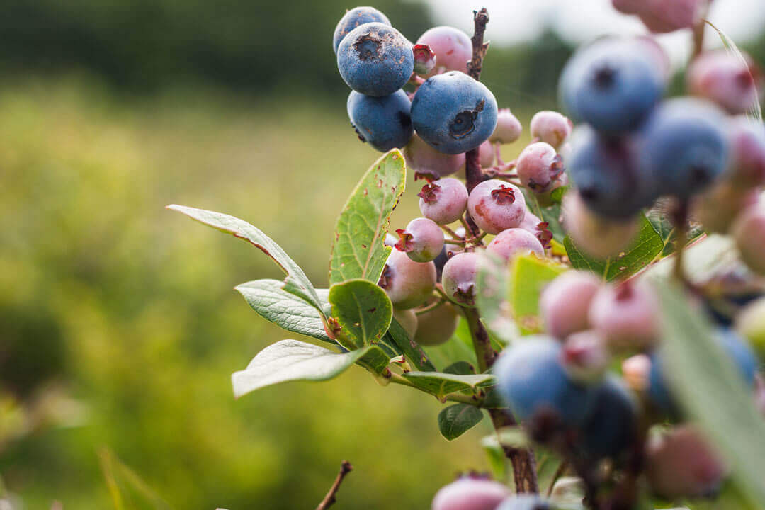 blueberries growing on bush