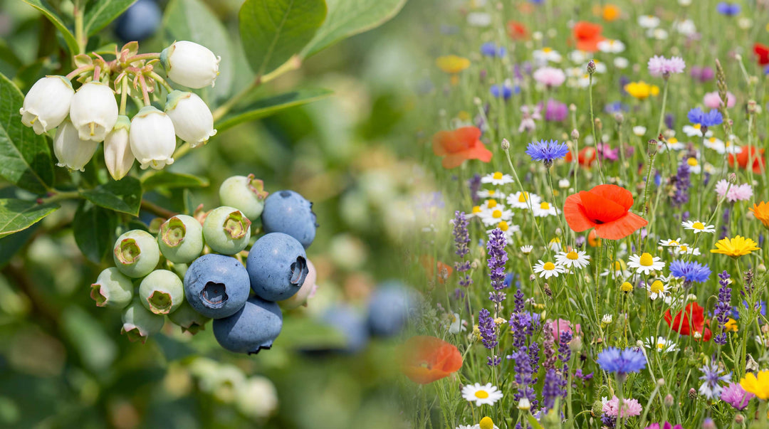 blueberry blossoms and wildflowers