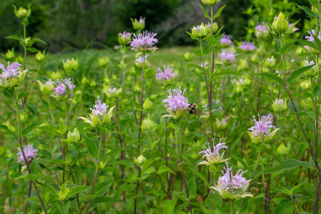 Glyphosate and Bees: What a Beekeeper Watches For