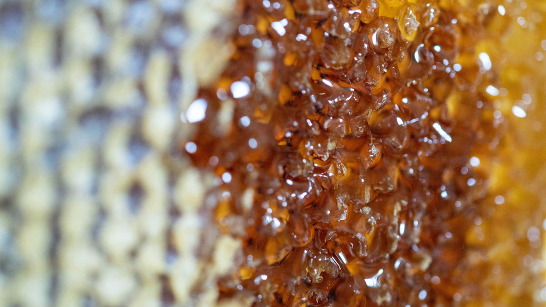 macro shot of a frame of honey