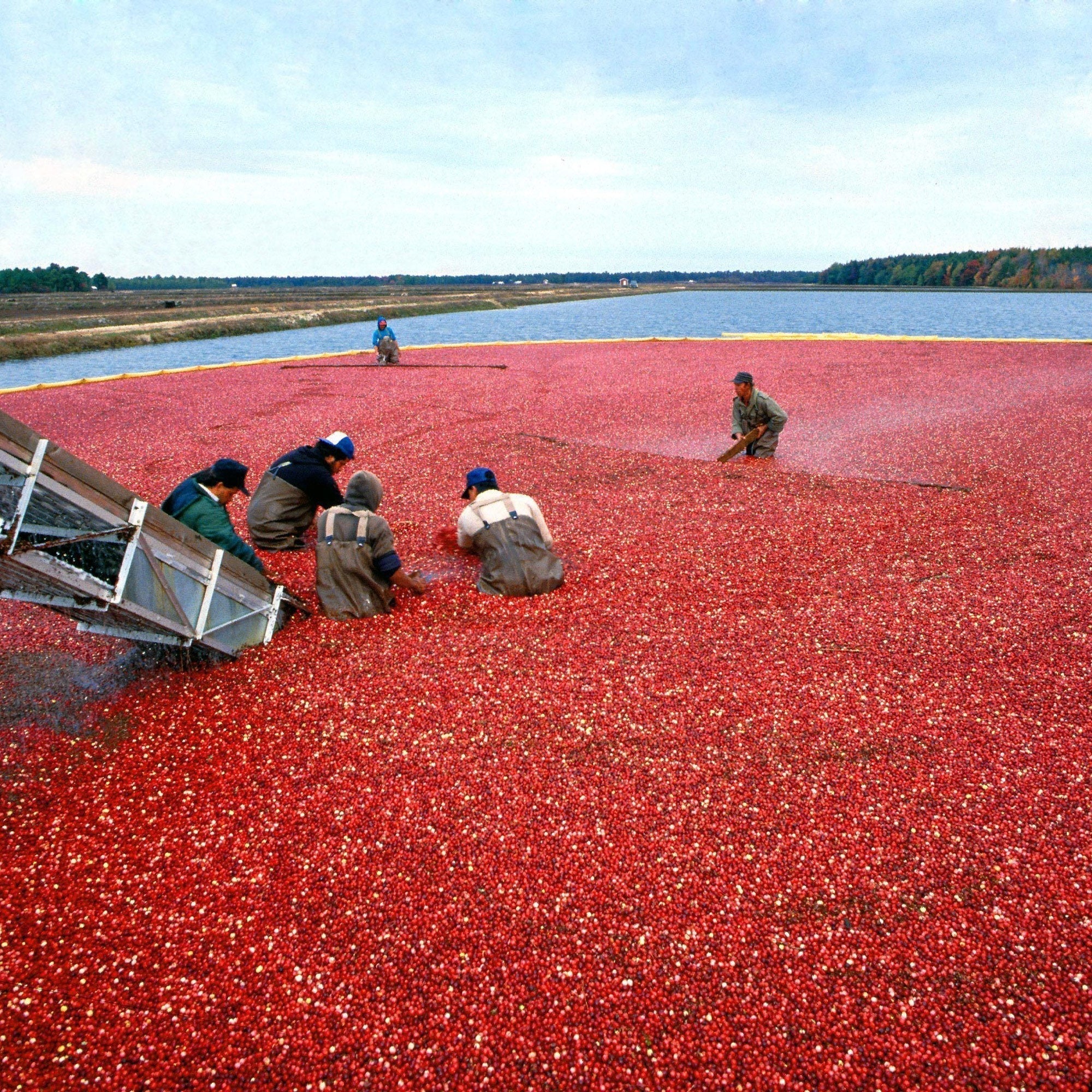 What Is Cranberry Blossom Honey?