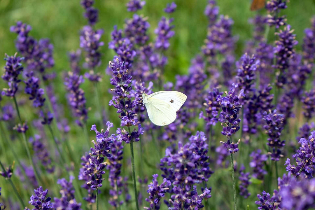 How to Grow Lavender in Maryland: A Zone 7 Guide from Our Farm