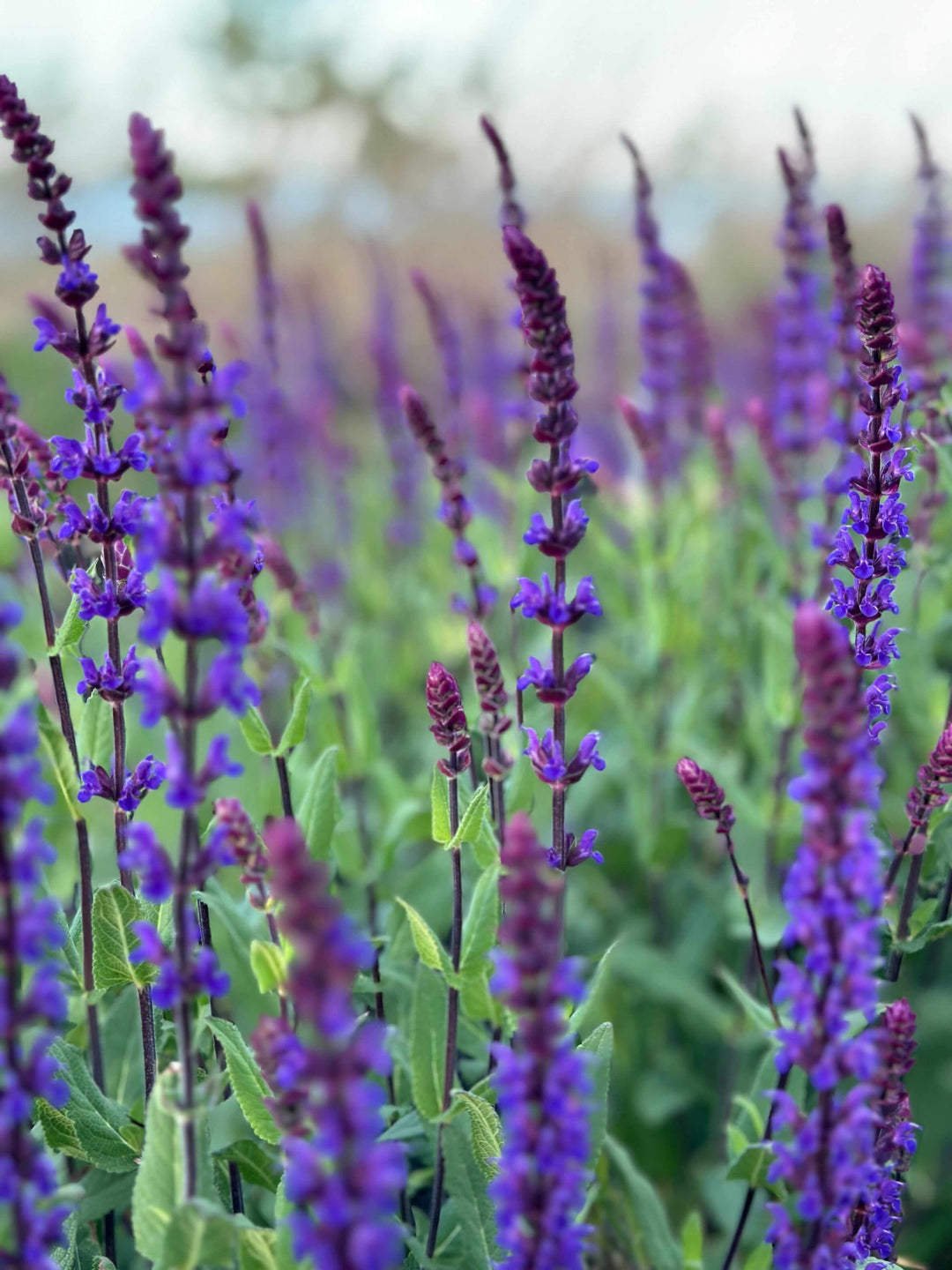 What Is Earth Day? The Global Movement for Environmental Protection and Bee Conservation