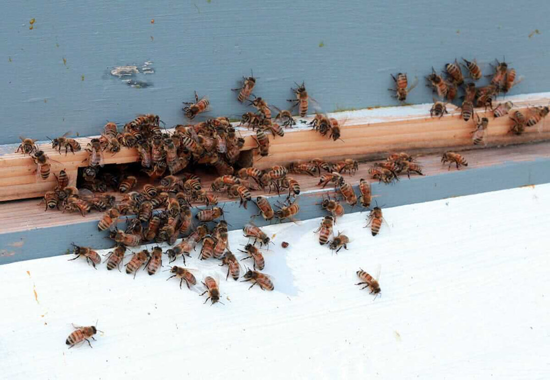 My First Beekeeping Post