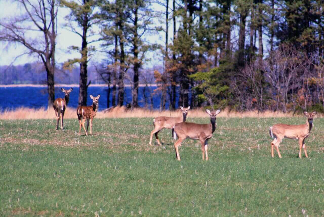 Oh Deer! Deer-Resistant Plants That Still Feed the Bees