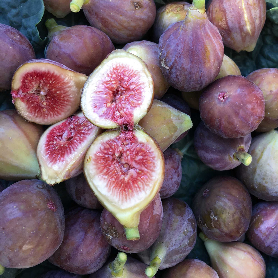 Fresh Fig Recipes with Honey: 5 Easy Ideas from Our Maryland Fig Tree