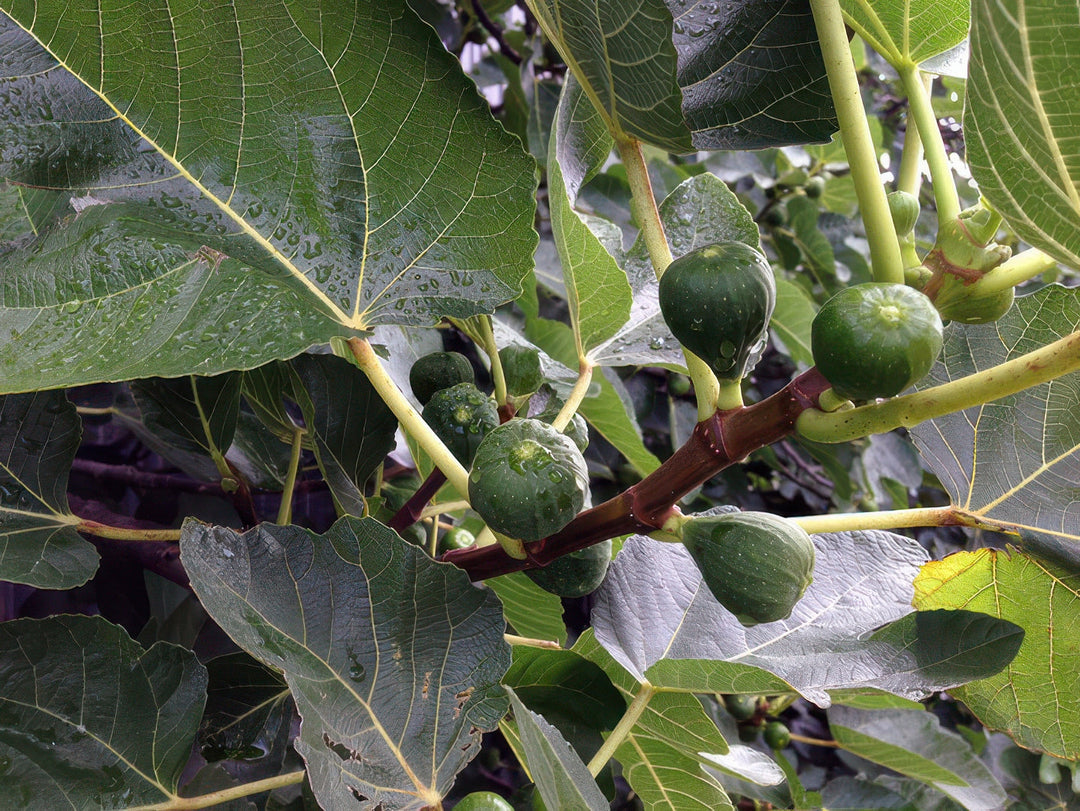 Do Bees Pollinate Figs? The Surprising Truth
