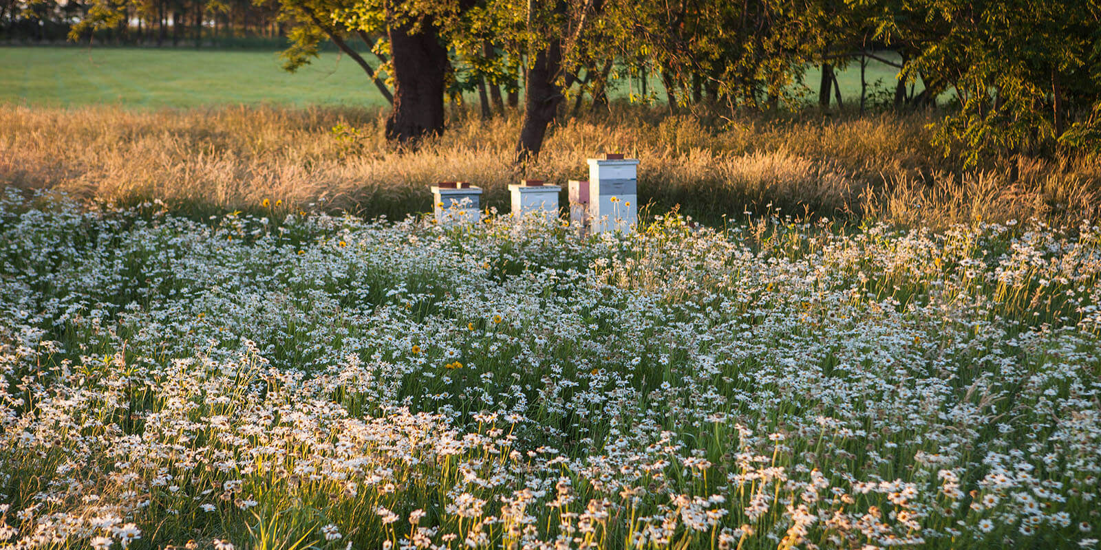 bee hives in a field of wildflowers