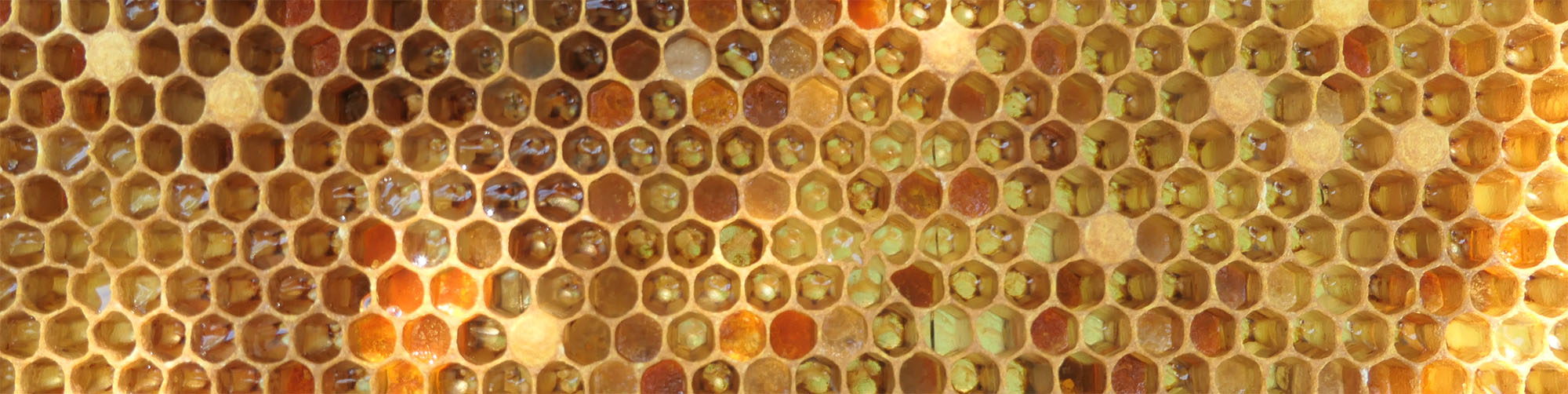 Why Honey Crystallizes: The Science, How to Fix It, and Why Some People Prefer It