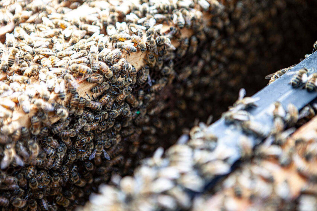 Package Bees vs Nucs: What to Expect After Setup